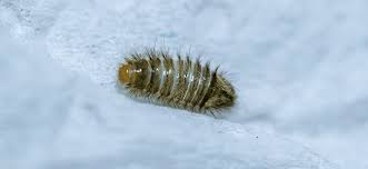 identifying carpet beetle larvae