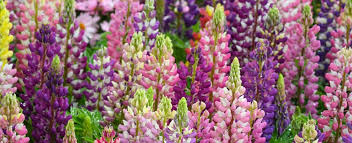 10 Essential Perennials For Your Garden