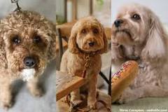 How To Tell What Coat Your Cavapoo Will Have - Oodle Life