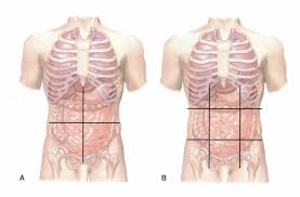 The human abdomen is apportioned into quadrants to examine, diagnose, and treat. Abdominal Quadrants And Regions Diagram Quizlet