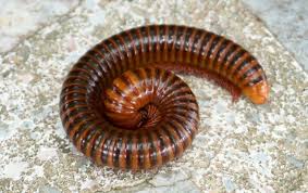 About Millipedes