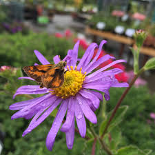 Flowers for hummingbirds bees and butterflies. 11 Plants To Attract Bees Butterflies And Hummingbirds To Your Garden Seattle S Favorite Garden Store Since 1924 Swansons Nursery