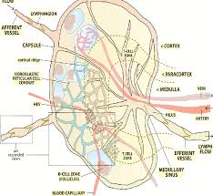 Well, both bodies and web maps have components and. A Annotated Diagram Of A Whole Lymph Node Anatomy Download Scientific Diagram