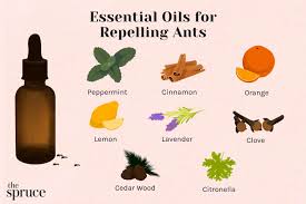 14 essential oils for repelling ants