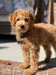 Find doodle in dogs & puppies for rehoming | 🐶 find dogs and puppies locally for sale or adoption in ontario : The Cutest Goldendoodle Puppy Mini Goldendoodle Doodle Dog