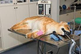 Today's Veterinary Practice gambar png
