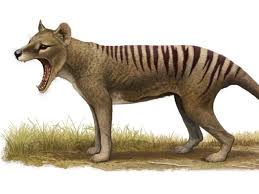 I have lived in both victoria (where this sighting was) and tasmania, so i have some familiarity with both states. Tracking Down London S Thylacines Openforum Openforum