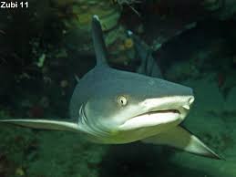 They are one of the largest families of sharks with around 160 species placed in 17 genera. Sharks Selachii Whale Shark Requiem Shark Bamboo Shark Cat Shark Hammerhead Shark Tiger Shark