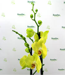 Piante da appartamento orchidea all'occhiello fiore cura. Orchidea Phalaenopsis Con Due Rami