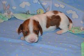 We only adopt in the following area: Mini Dachshund Pets And Animals Forsale Dayton Oh