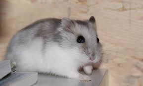 3 types of dwarf hamster. How To Keep A Winter White Dwarf Hamster Info And Care Guide