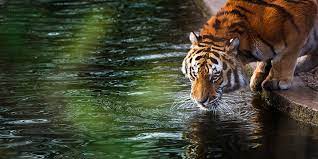 tiger water 1080p 2k 4k 5k hd
