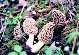morel mushrooms at indiana national