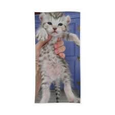 For sale, highland lynx kittens rare colors! Snow Highland Lynx Kitten Beach Towel For Sale By Cynthia Aldous