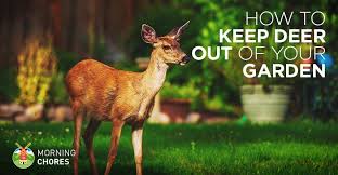 20 ways to deter deer and keep them out