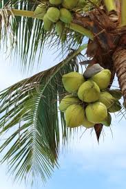 how fast does a coconut palm tree grow