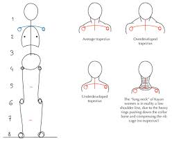 Human Anatomy Fundamentals Basic Body Proportions