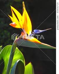 flower with a pointed beak tropical