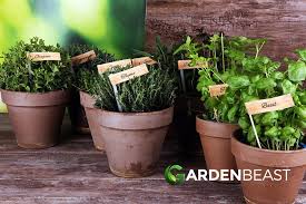 Herb Garden Ideas Top Herbs To Grow In