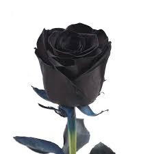 tinted roses 50 stems of 50 cm black farm direct fresh cut flowers by bloomingmore size 50 cm 20 in