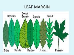 leaf margin diagram quizlet