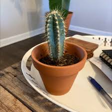 The cacti come in many sizes and may be low and potted cactus should be kept in the warmest room of the home in a bright sunny location. Blue Columnar Cactus Plant Care Water Sunlight And Nutrients