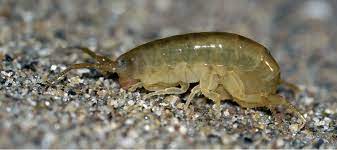 can sand fleas travel home with you