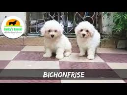 quality bichon frise puppies ready