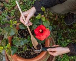 how to use coffee grounds for plants