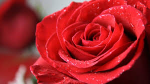 the history and meaning of red roses
