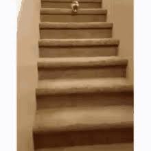cat going down the stairs gif cat