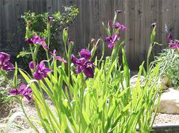 Louisiana Irises Water Iris Flag Iris