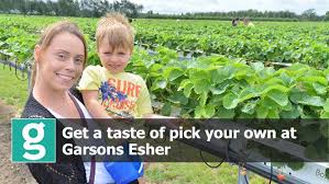 garsons pick your own is a great summer