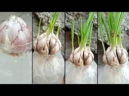 How To Grow Garlic At Home With Full