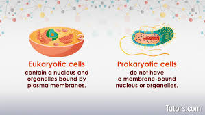 prokaryotic vs eukaryotic cells