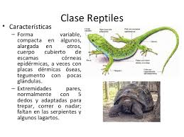 Resultado de imagen para imagenes de reptiles
