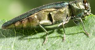 City To Proactively Treat Ash Trees From Emerald Ash Borer