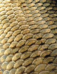 what are fish scales used for pets