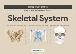 skeletal system anatomy and physiology