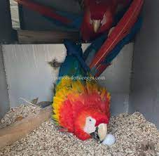 100 fertile macaw eggs 30 per