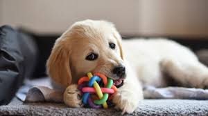 best toys to keep your puppy