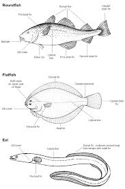 Identifying Uk Sea Fish Britishseafishing Co Uk