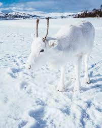 На севере Норвегии обнаружен белый северный олень | Природа Карелии | Дзен