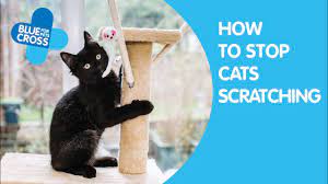 how to stop your cat scratching blue