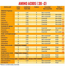 amino acids 20 standard amino acids
