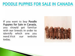 ppt toy poodle breeders powerpoint