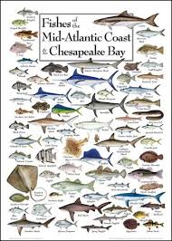 Fishes Of The Mid Atlantic Coast Chesapeake Bay Fish