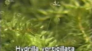 Center for Aquatic and Invasive Plants - Hydrilla Verticillata