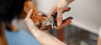 best nail clippers for your dog