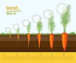 when to pick carrots this is the best time